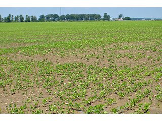 Property photo 135 - LAND AUCTION - 700+/- ACRES OFFERED IN 16 TRACTS IN ALLEN COUNTY, INDIANA